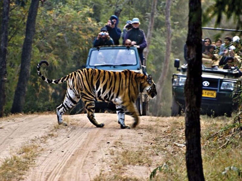 Jungle Safari